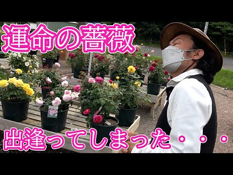 イングリッシュローズ「クレア・オースティン」 植物