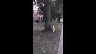 Miss Rev chasing a squirrel