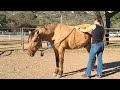 Equine Massage Jericho