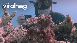 Diver Gets Up Close With a Well-Hidden Octopus || ViralHog