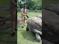 Juliette feeding giant Aldabra tortoises 🐢