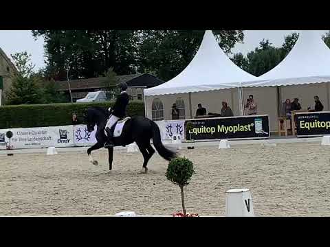 Sir Picasso Prämienhengst bei seiner ersten Dressur Kat. Sieger mit 8.5