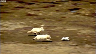 animales conejo vs lobos