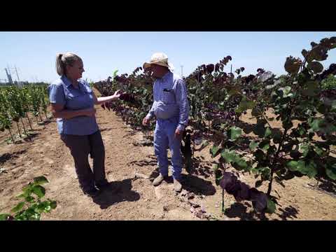 Oklahoma Gardening Episode (#4539) 3/30/19