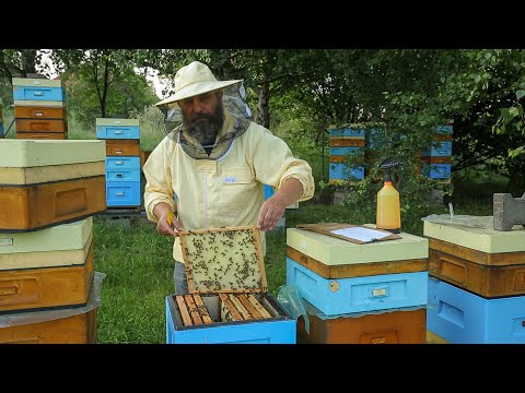 Odkład cz. 3 (ocena rozwoju odkładu)