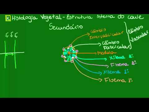 Caule secundário - Botânica - Biologia