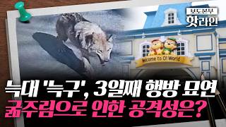 [핫라인] 탈출 늑대, 동물원 탈출 3일째···'AI 사진·허위신고'에 수색 난항