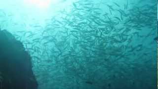 preview picture of video 'Scuba Diving with the Sardines of Moalboal v2'