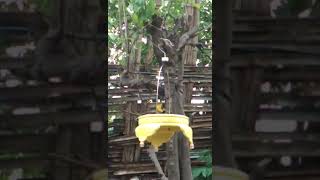 Download lagu pikat sogok ontong panggil lawan #pikat #pikatsogokontong #kicaumania #pikatburungkecil mp3 Download lagu pikat sogok ontong panggil lawan #pikat #pikatsogokontong #kicaumania #pikatburungkecil mp3