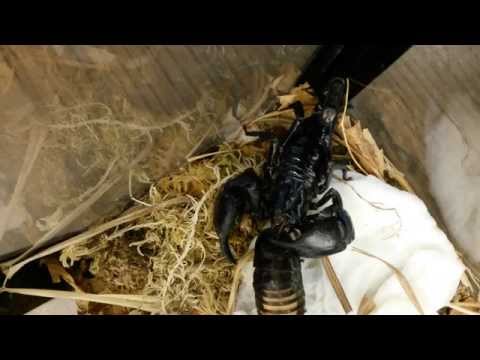 Scorpion vs. Cockroach (@Roach_Brain)