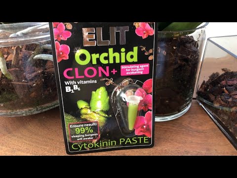 , title : 'ELIT Cytokinin paste for orchids grow