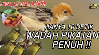 Download lagu SUARA PIKAT AMPUH SEMUA JENIS BURUNG KECIL mp3 Download lagu SUARA PIKAT AMPUH SEMUA JENIS BURUNG KECIL mp3
