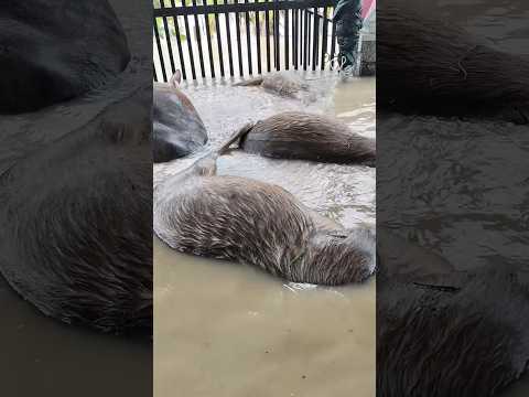 Cảnh hậu lũ thương tâm #tintuc #shortvideo