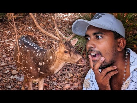 ????கிண்டி சிறுவர் பூங்கா போகாலாமா???? | GUINDY NATIONAL PARK | CHENNAI | SUMMER VACATION | K7