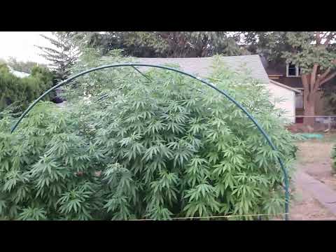First outside marijuana grow my grandaddy purple is at 9.5 feet
