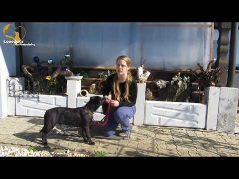 Clicker konditionieren - in 10 Minuten