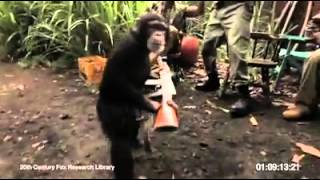 Shooting chimpanzee