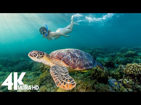 11 HOURS of 4K Underwater Wonders + Relaxing Music - Coral Reefs & Colorful Sea Life in UHD