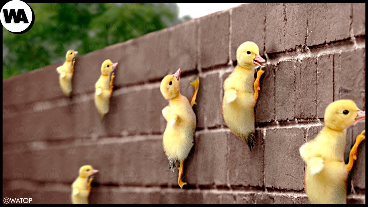 Суперспособности Животных, Которые Есть Только у Их Детенышей