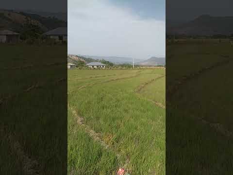 #nature #viral El Guanal la Colonia de el Cercado San Juan de la Maguana RD.