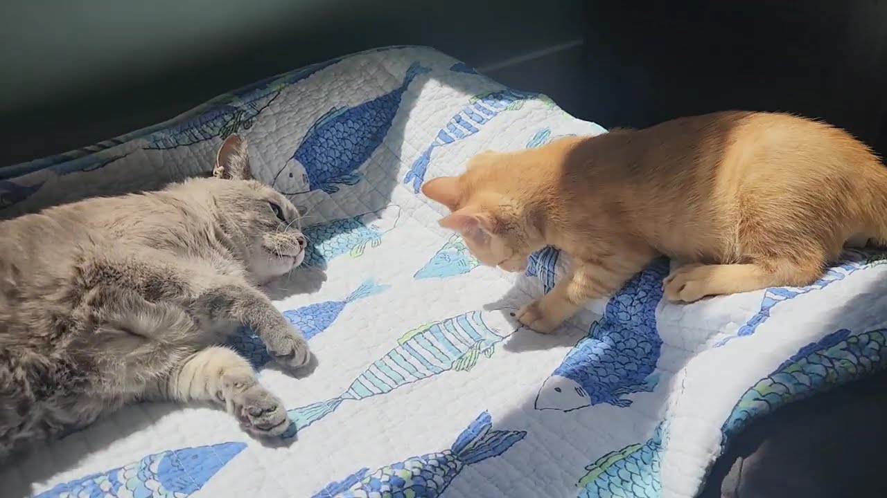 Tigger, a Adoptable Domestic Short Hair in Richmond, VA video 4/4
