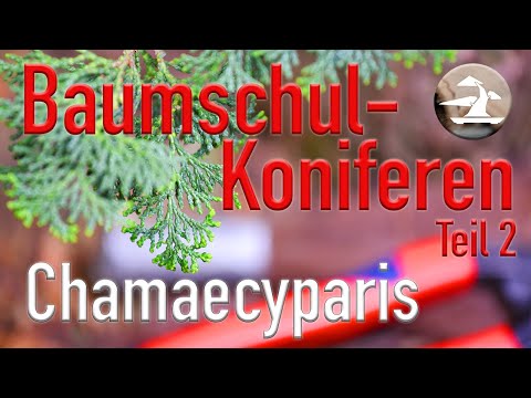 Baumschule Koniferen Teil 2 Ich gestalten die Muschelzypresse in Gestaltungsform: "Streng Aufrecht"