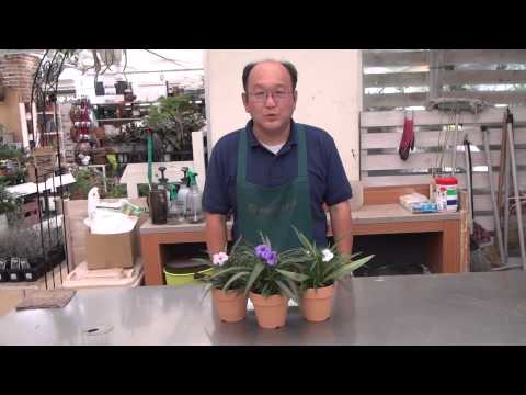 ライアテアについて詳しく解説