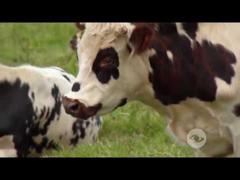 Carne normando cada seis meses  - La Finca de Hoy