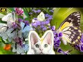Video for cats 11Hours★고양이가 좋아하는 화면 11시간★나비/자연/힐링영상/고양이예능/고양이tv(Butterfly/Nature/Relaxing/CatTV)