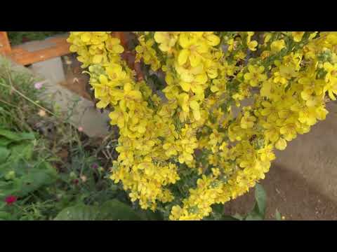 Kuld ist Kult BUGA23