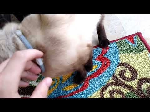 Buddy is back at it again