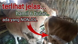 Download lagu NAMPAK TERLIHAT JELAS || CIRI CIRI SAPI HAMIL 6 BULAN. ada yang nongol.. @limosin2158 mp3