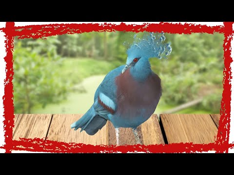 Victoria crowned pigeon call