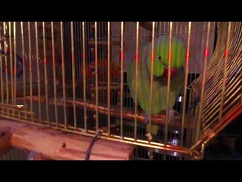 ПОГОВОРИТЕ С ПТИЧКОЙ! 13.12.20