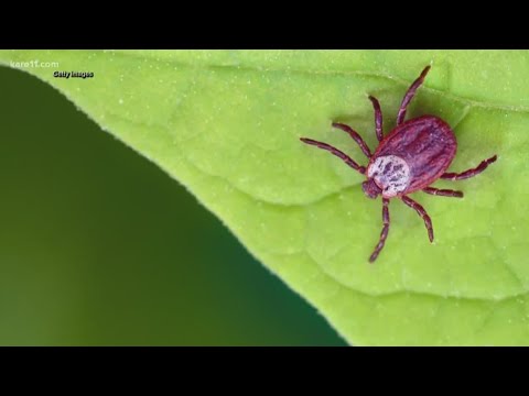 Ticks as weapons? Congress seeks answers to possible Pentagon conspiracy - YouTube