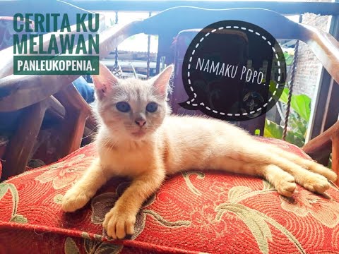 Cerita sedih kucing ku. 😭