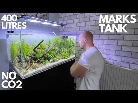 VISITING MARKS STUNNING 400 LITRE PLANTED AQUARIUM ( PLUS BONUS 120 LITRE TANNINS TANK )
