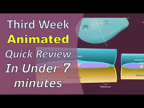 Third Week of Development - Animated Quick Review - MedicoVisual
