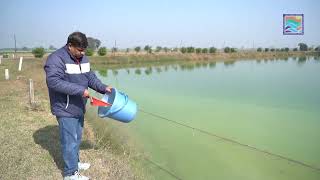Success Story of Fish/Shrimp Farmer at District Kurukshetra