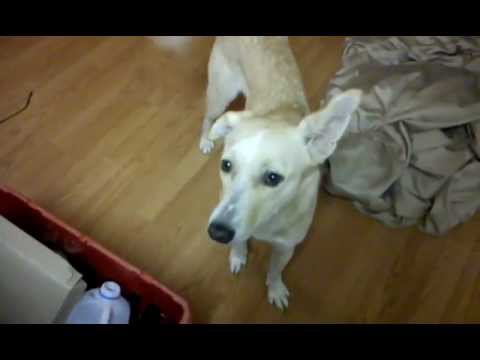 The Further Adventures of Sphyncus Nagat: Bath Wolf