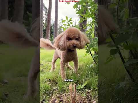 🐶😱 Sonu è finito nella foresta mentre cercava il cucciolo! 🌲👻