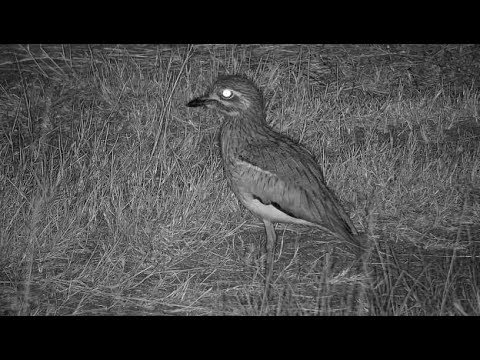 Djuma: Water Thick-knee - 22:32 - 04/13/19