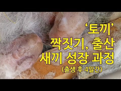 , title : '토끼, 짝짓기-출산 후 새끼 성장기(출생후 4일간 꼬물꼬물 아기 토기 성장기)'