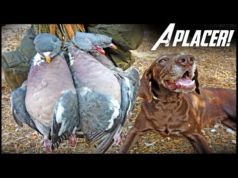 Caza de PALOMAS TORCACES en Media Veda con BRACO ALEMAN 2023