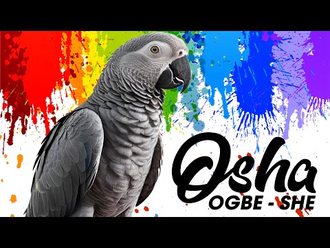 Ogbe-She (Osha) Lyric Video