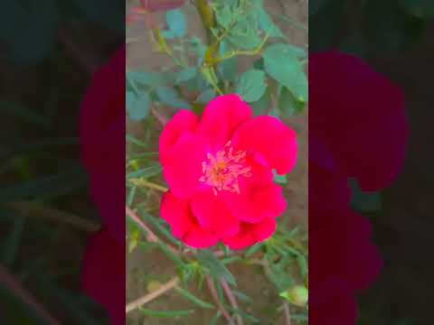 #beautiful flowers 🌺💜💜💜💜 #music