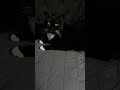 Chochi Chronicles 🐈‍⬛😬 🛌