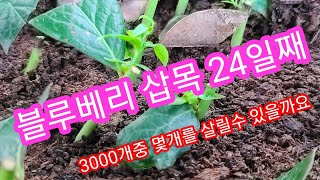 블루베리 녹지삽목 24일째~ 블루베리  묘목 나눔 예고~ 블루베리 나무,블루베리 재배방법