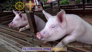 Ta religia jest przeciwna zabijaniu zwierząt   This religion is opposed to killing animals