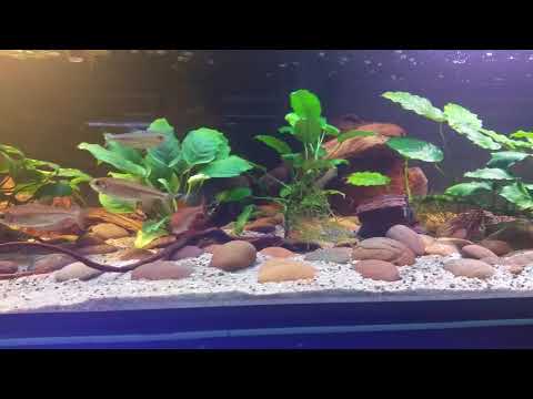 Alestopetersius nigropterus